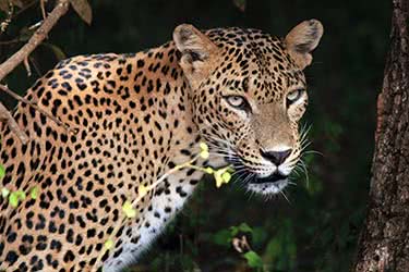 A Walk on the Wild Side in Sri Lanka