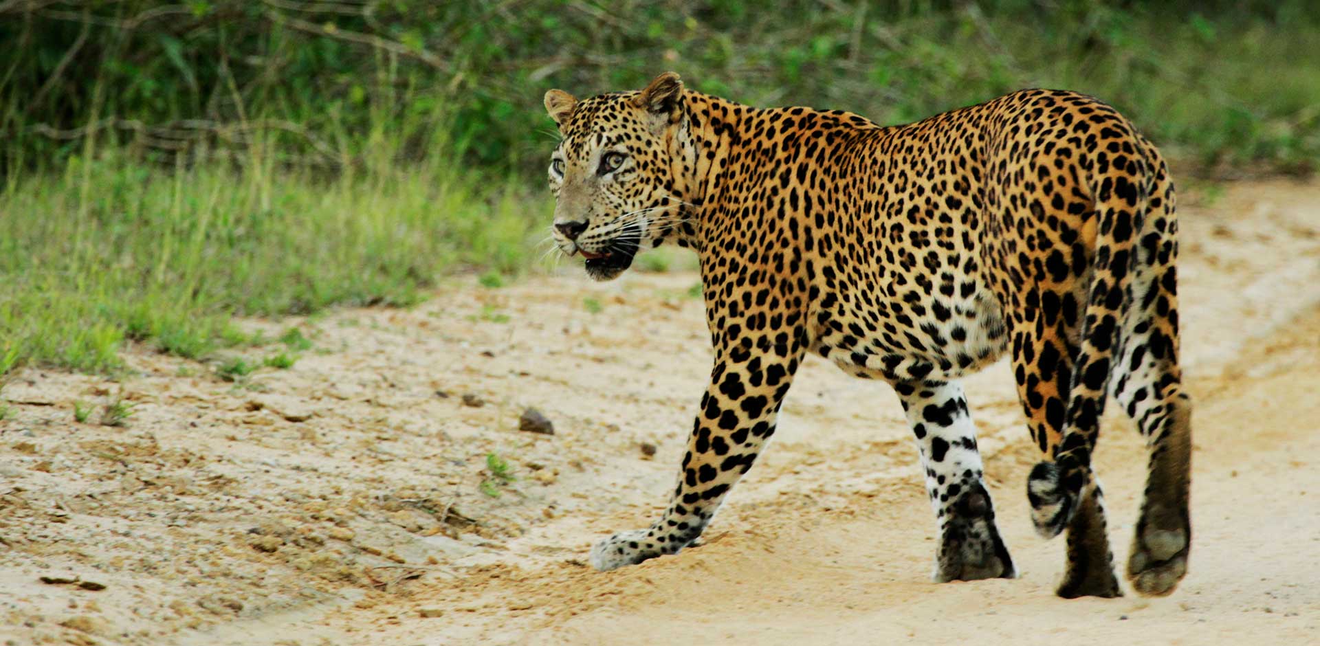 Wilpattu National Park