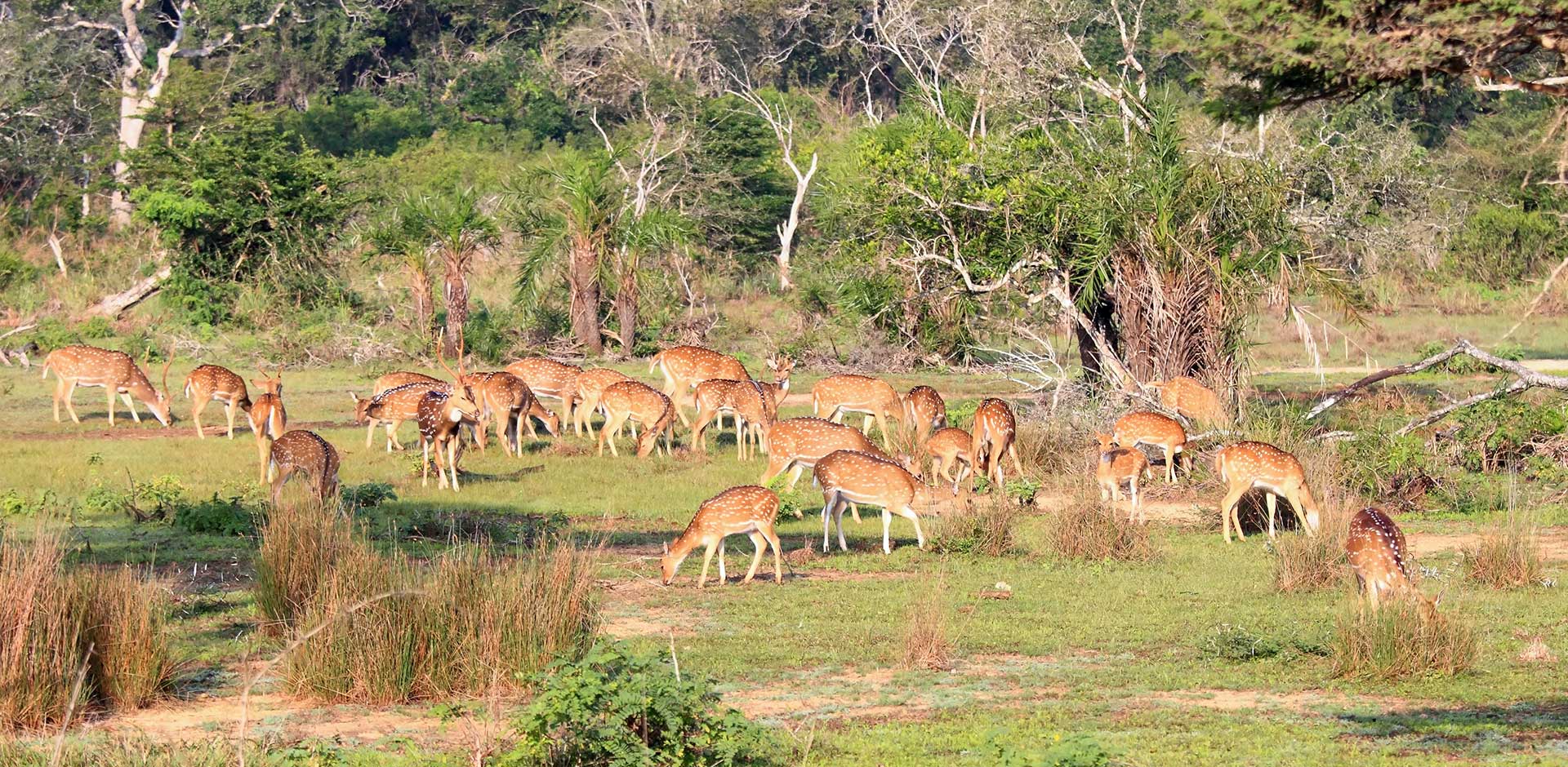 Wilpattu National Park