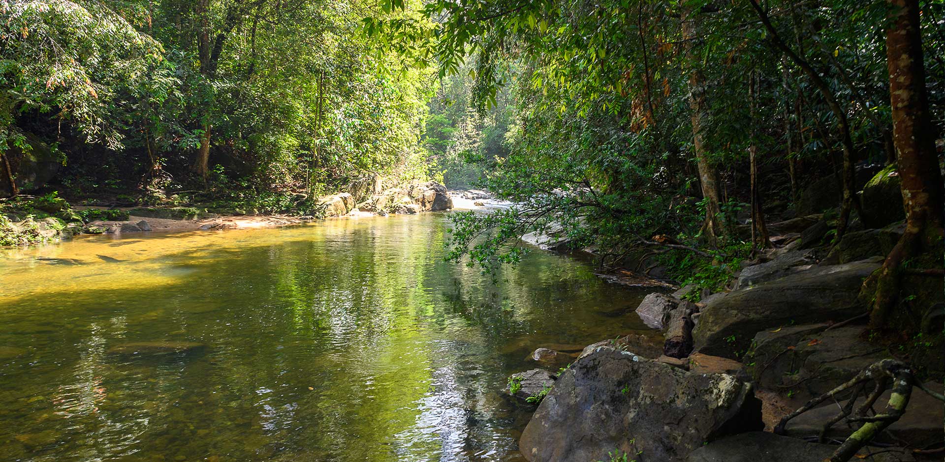 Sinharaja Forest Reserve