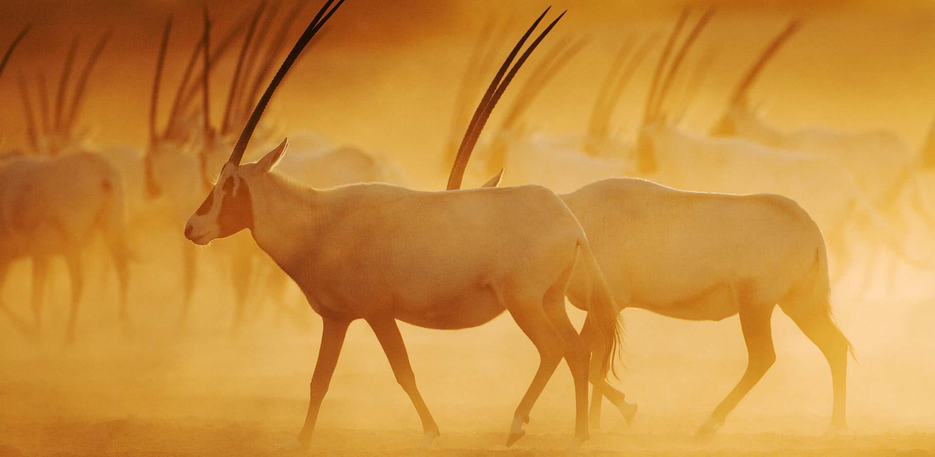 Sir Bani Yas Island