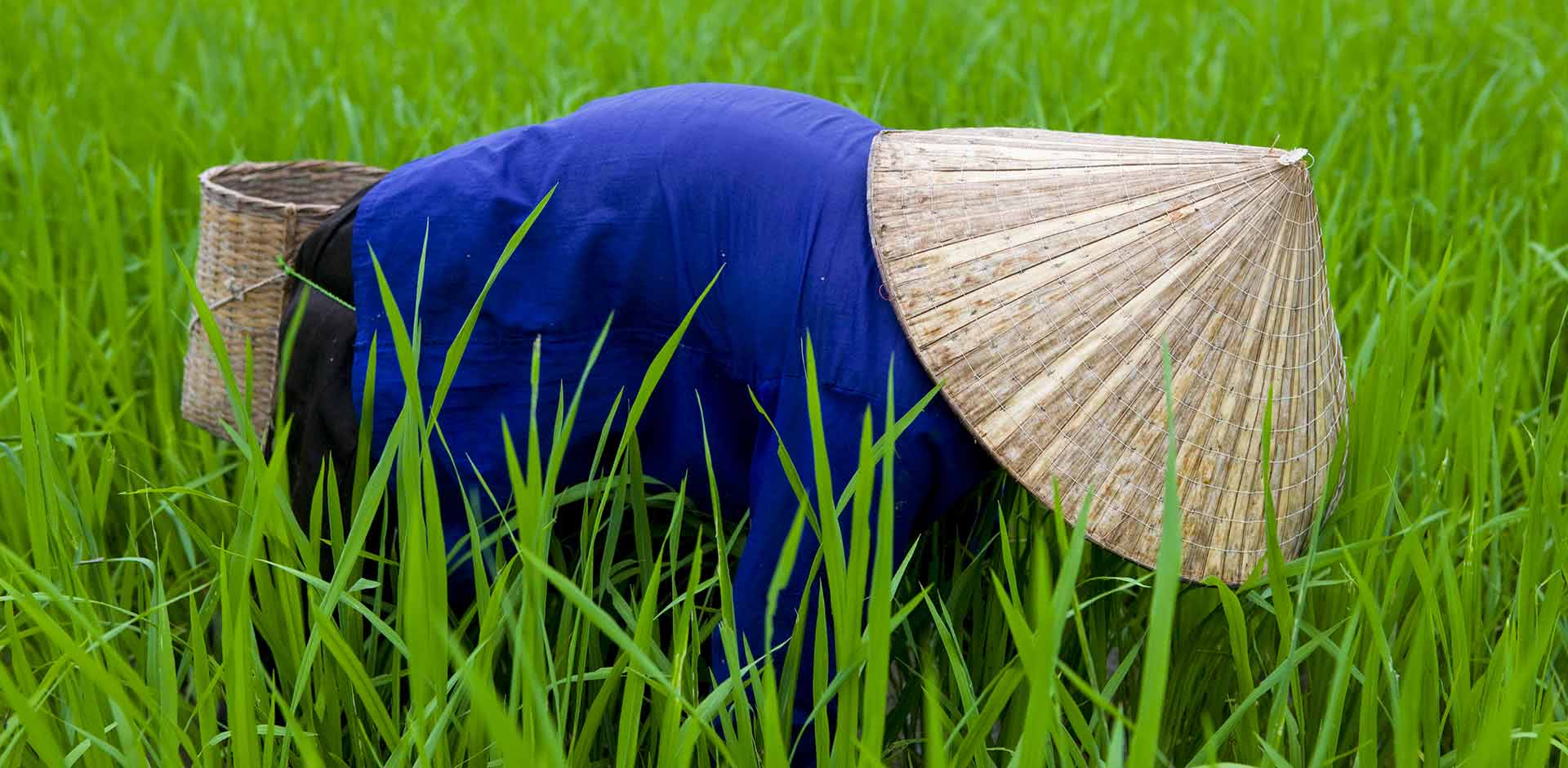 Mai Chau