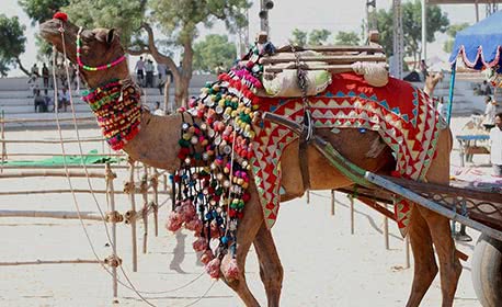 Pushkar Camel Fair