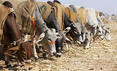 Nagaur Cattle Fair