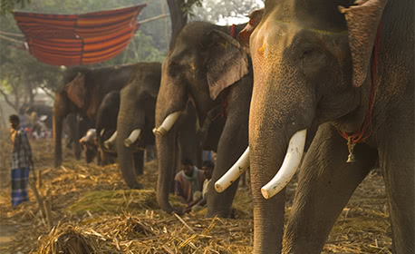 Sonepur Elephant Fair