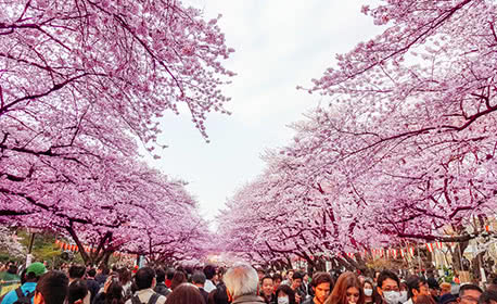 Hanami - Cherry Blossom Season