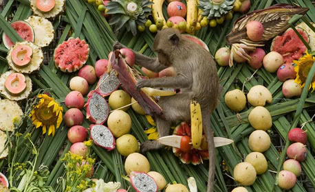 Monkey Buffet