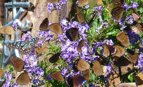 Purple Butterfly Viewing