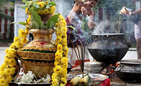 Thai Pongal Festival
