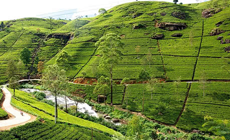 Nuwara Eliya Holiday Season