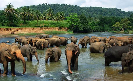 Elephant Gathering