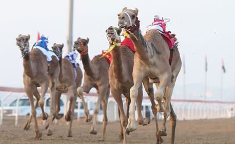 Al Marmoum Heritage Festival