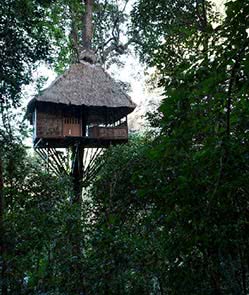 Tree Top Explorer