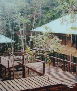 Ginseng Camp