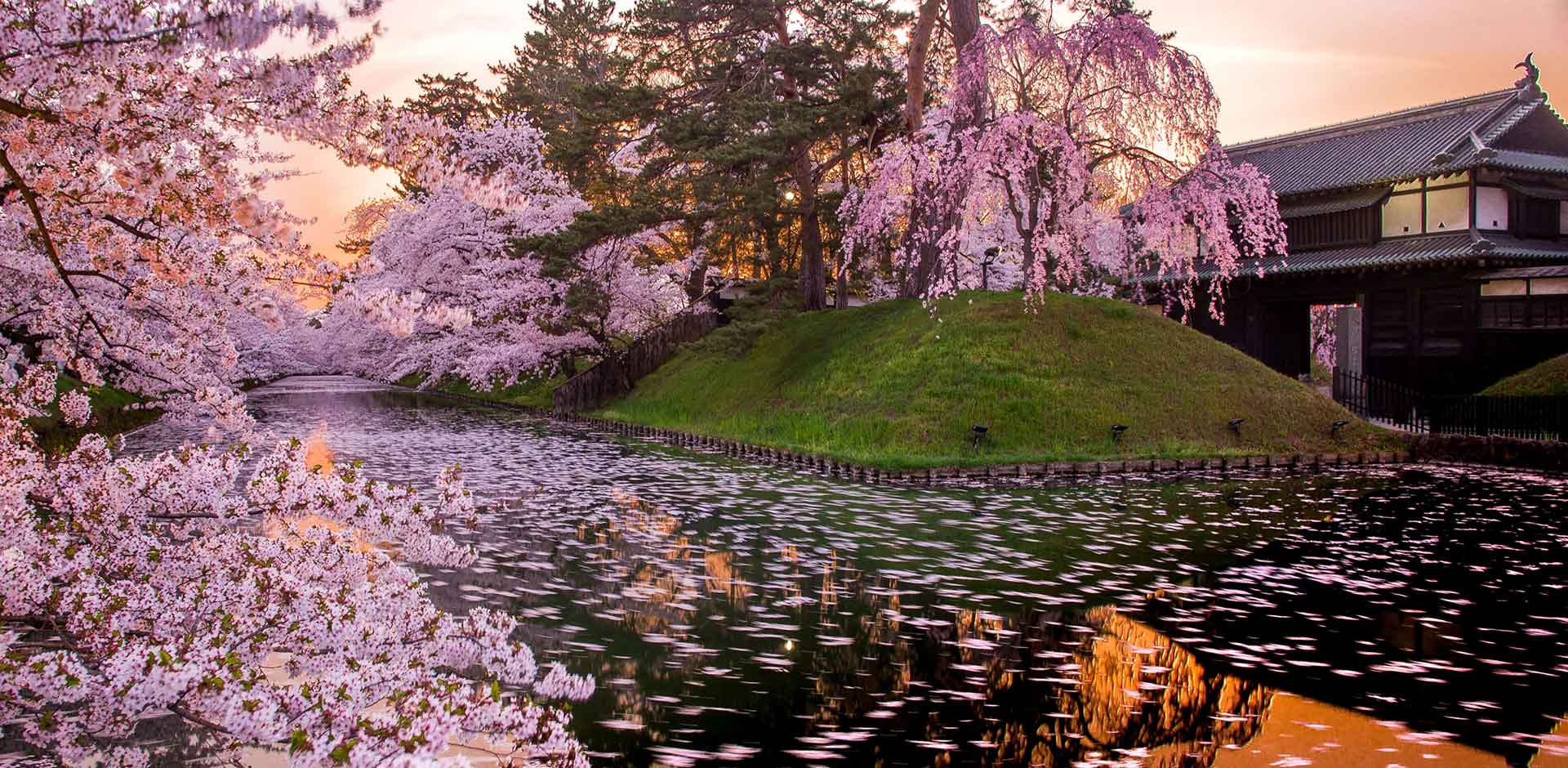 Cherry Blossoms - Japan National Tourism Organization