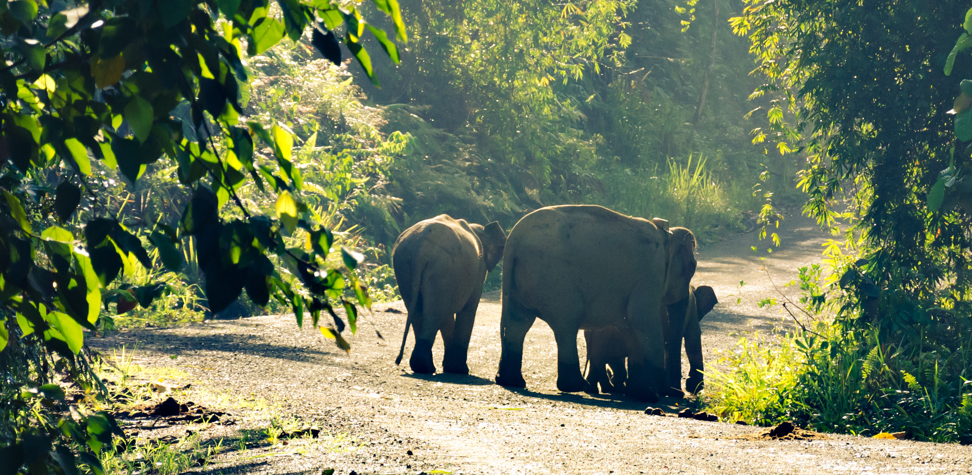 The Dusun: Jungle Trekking Adventure to Waterfall with Jungle Guide 2024 -  Quala Lumpur