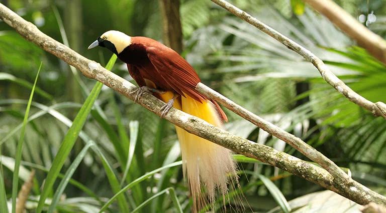 Exotic Wildlife of Papua New Guinea