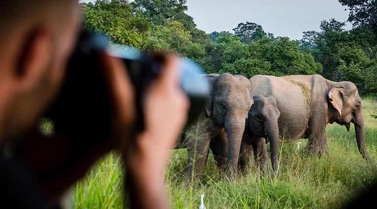 Into the Wild: National Parks of Sri Lanka