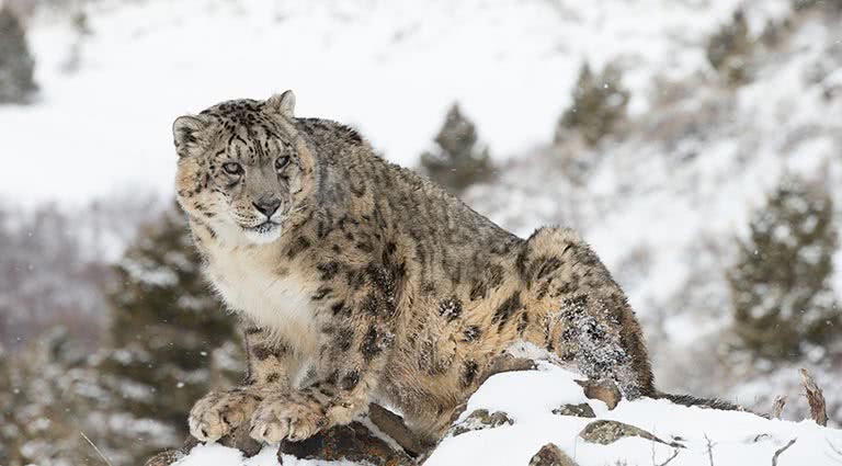 Searching for Snow Leopards: A Himalayan Mountain Adventure