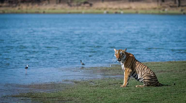 A Naturalist’s Trip Through the National Parks of Madhya Pradesh