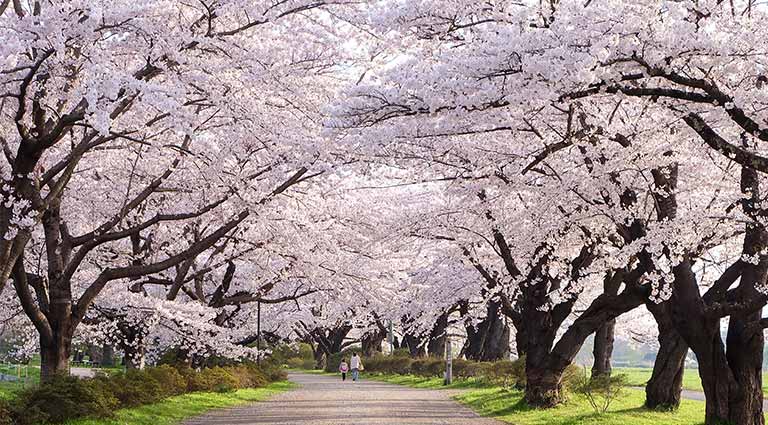 Spring in Tohoku: The Ultimate Cherry Blossoms Path | Luxury Japan ...