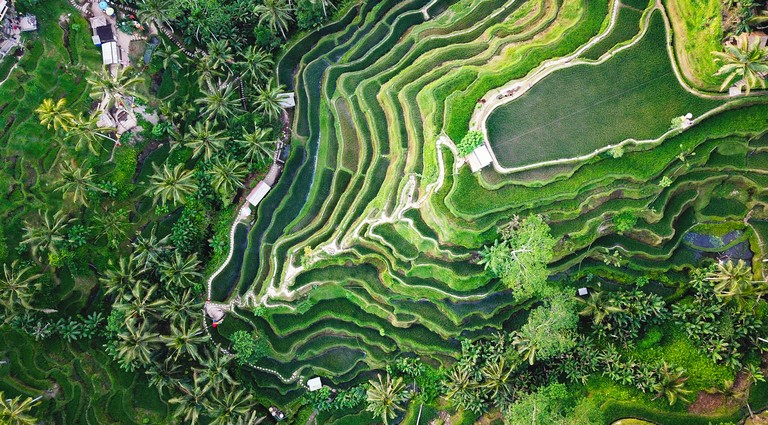 Rice Paddies and Culture in Bali