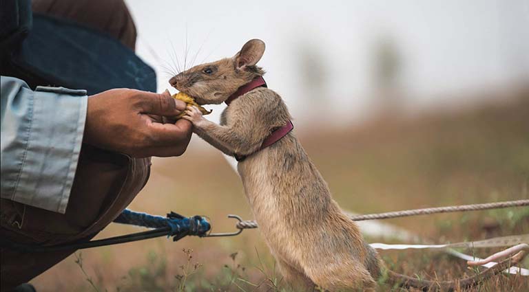 Community Impact & Conservation in Cambodia