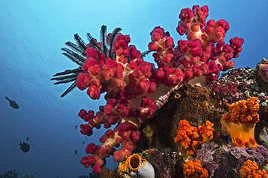 Underwater World Exploration in Sulawesi 