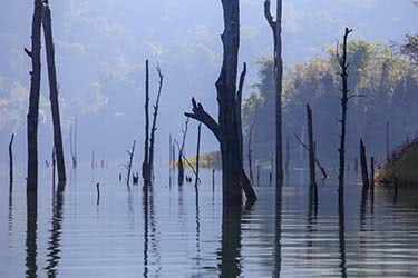 Jungles of Western Malaysia