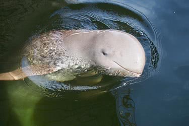 Gems &amp; Dolphins in Central Myanmar