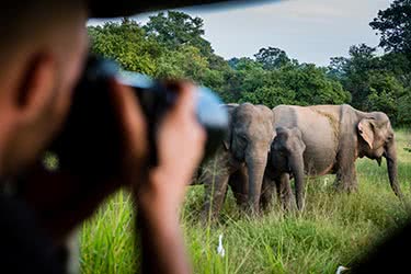 Into the Wild: National Parks of Sri Lanka