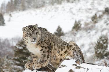 Searching for Snow Leopards: A Himalayan Mountain Adventure