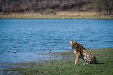 A Naturalist’s Trip Through the National Parks of Madhya Pradesh 