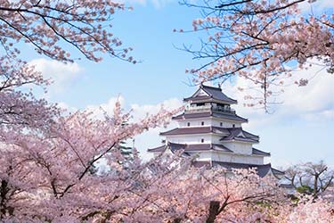 Spring in Tohoku: The Ultimate Cherry Blossoms Path