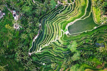 Rice Paddies and Culture in Bali