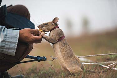 Community Impact &amp; Conservation in Cambodia