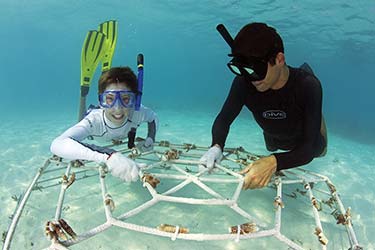 Marine Conservation in the Maldives