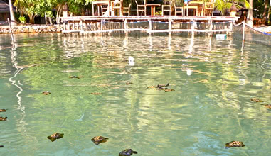 The Turtle Sanctuary