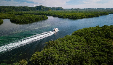 Mangrove Exploring