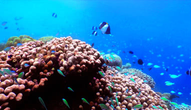 Diving