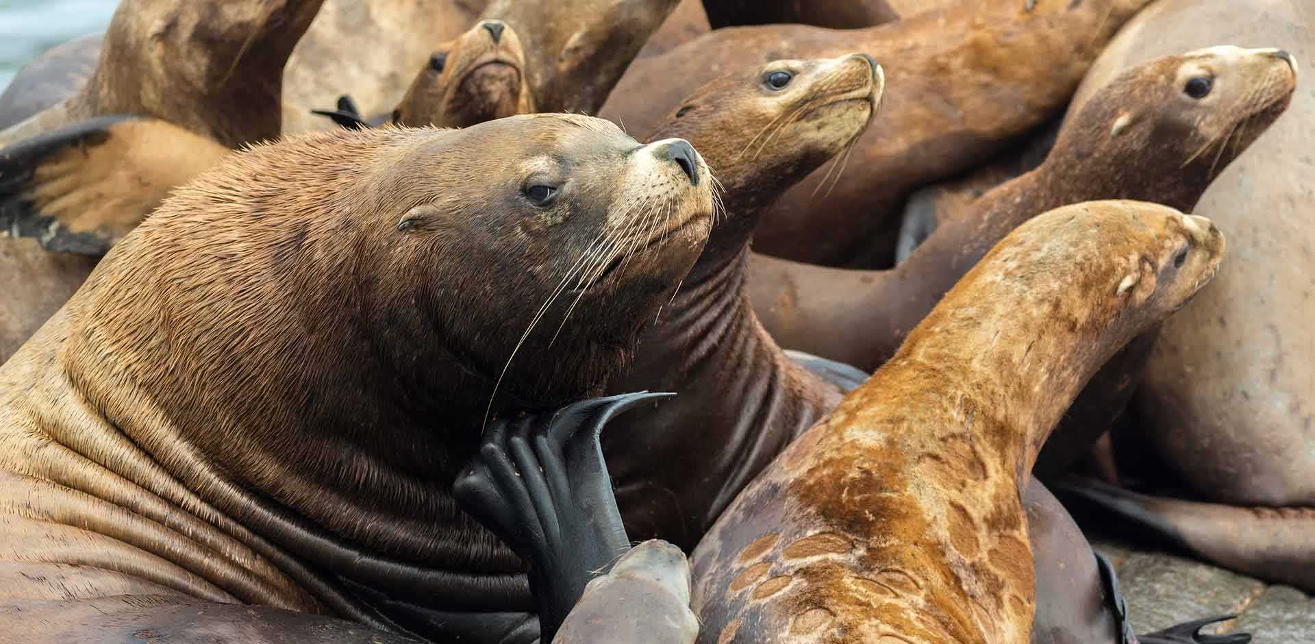 Kamchatka