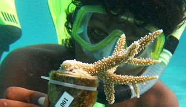 Diving and snorkeling