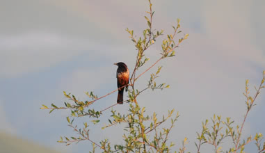 Bird Watching