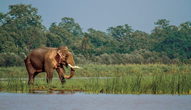 Safari Trips