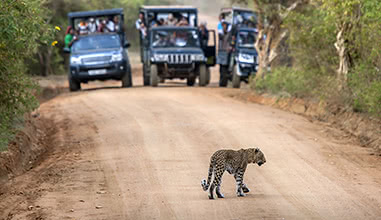 Wildlife Safaris