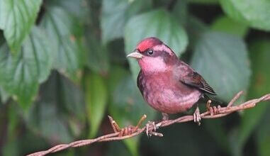 Birding