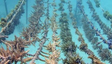 Gili Veshi – Marine Biology Shack