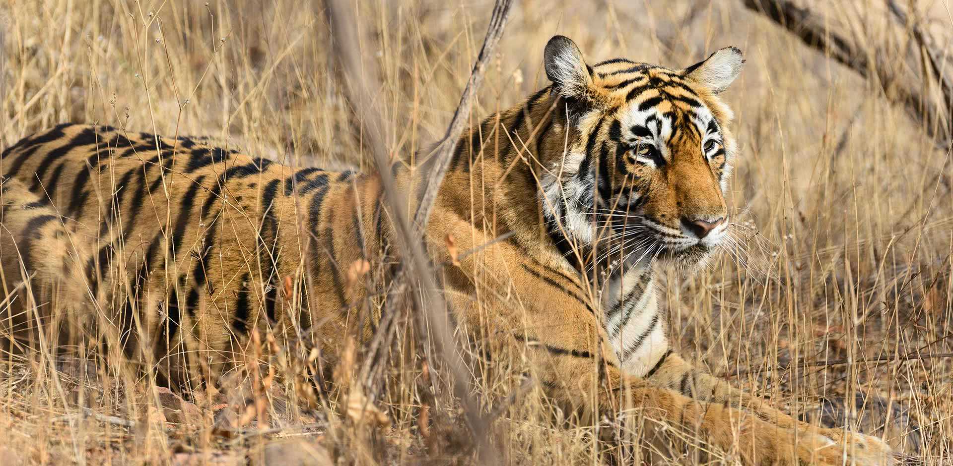 Pench National Park