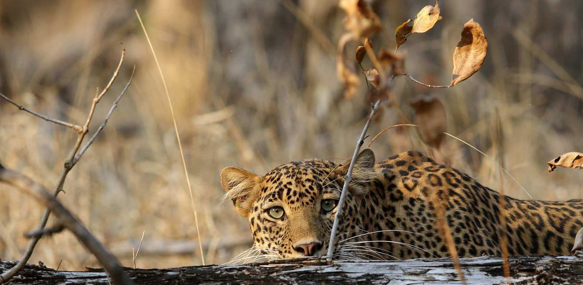 Pench National Park