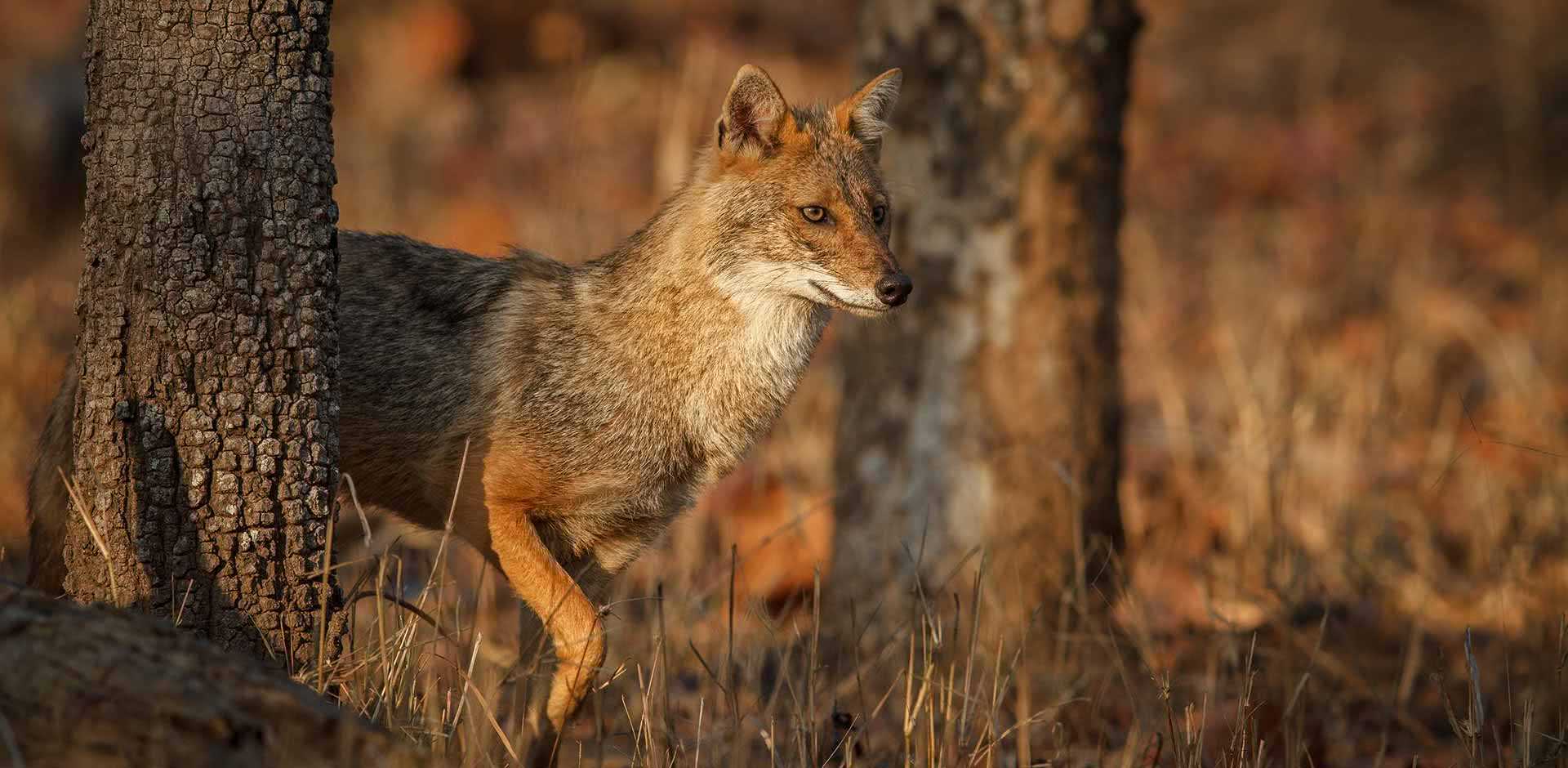 Pench National Park